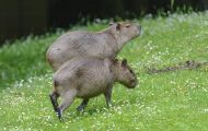 Tiere, Säugetiere - Nagetiere  Capybara_Hydrochaeris hydrochaeris_Capybara 04.JPG