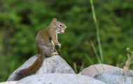 Tiere, Säugetiere - Nagetiere  Gemeines Rothörnchen_Tamiasciurus hudsonicus_American Red Squirrel 01.JPG
