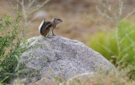 Tiere, Säugetiere - Nagetiere  Weißschwanz-Antilopenziesel_Ammospermophilus leucurus 02.JPG
