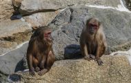 Tiere, Säugetiere - Primaten  Bärenmakak_Macaca_Macaca 05.JPG