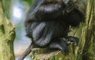 Tiere, Säugetiere - Primaten  Bartaffe_Macaca silenus_Lion-tailed Macaque 01.JPG