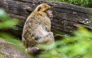 Tiere, Säugetiere - Primaten  Magot (Berberaffe)_Macaca sylvanus_Barbary Ape 05.JPG
