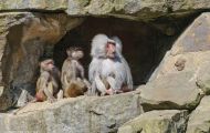 Tiere, Säugetiere - Primaten  Pavian_Papio_Baboon 01.JPG