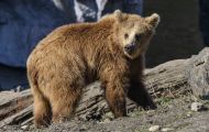 Tiere, Säugetiere - Raubtiere  Europäischer Braunbär_Ursus arctos arctos_Eurasian brown bear 05.JPG