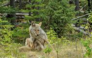 Tiere, Säugetiere - Raubtiere  Kojote_Canis latrans_Coyote 01.JPG