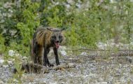 Tiere, Säugetiere - Raubtiere  Polarfuchs_Alopex lagopus_Arctic Fox 06.JPG