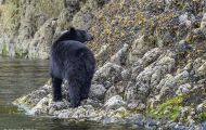Tiere, Säugetiere - Raubtiere  Schwarzbär_Ursus americanus_ Black Bear 10.JPG