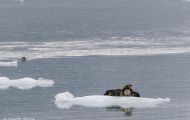 Tiere, Säugetiere - Raubtiere  Seeotter_Enhydra lutris_Sea Otter 07.JPG