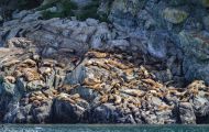 Tiere, Säugetiere - Raubtiere  Stellerscher Seelöwe_Eumetopias jubatus_ Steller's Sea Lion 01.JPG
