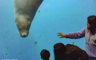 Tiere, Säugetiere - Raubtiere  Stellerscher Seelöwe_Eumetopias jubatus_ Steller's Sea Lion 11.JPG