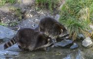 Tiere, Säugetiere - Raubtiere  Waschbär_Procyon lotor_Raccoon 11.JPG
