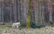 Tiere, Säugetiere - Raubtiere  Wolf_Canis lupus_Gray Wolf 04.JPG