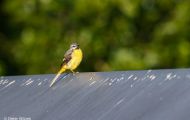 Tiere, Vögel - Sperlingsvögel Gebirgsstelze_Motacilla cinerea_Gray Wagtail 04.JPG