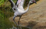 Tiere, Vögel - Flamingos  Rosaflamingo_Phoenicopterus roseus_Greater Flamingo 05.JPG