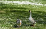 Tiere, Vögel - Gänsevögel  Höckergans_Anser cygnoides f. domestica_Knob Goose 06.JPG