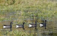 Tiere, Vögel - Gänsevögel  Kanadagans_Branta canadensis_Canada Goose 17.JPG