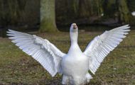 Tiere, Vögel - Gänsevögel  Schneegans_Chen caerulescens_Snow Goose 06.JPG