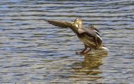 Tiere, Vögel - Gänsevögel  Stockente_Anas platyrhynchos_Mallard 08.JPG