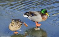 Tiere, Vögel - Gänsevögel  Stockente_Anas platyrhynchos_Mallard 12.JPG