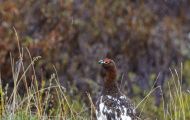 Tiere, Vögel - Hühnervögel  Alpenschneehuhn 05.JPG