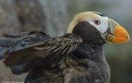 Tiere, Vögel - Regenpfeiferartige Vögel  Gelbschopflund_Fratercula cirrhata_Tufted Puffin 06.JPG