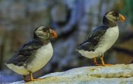 Tiere, Vögel - Regenpfeiferartige Vögel  Hornlund_Fratercula corniculata_Horned Puffin 01.JPG
