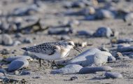 Tiere, Vögel - Regenpfeiferartige Vögel  Kiebitzregenpfeifer_Pluvialis squatarola_Black-bellied Plov 04.JPG