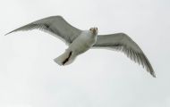 Tiere, Vögel - Regenpfeiferartige Vögel  Mormonenmöwe_Larus californicus_California Gull 04.JPG