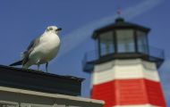 Tiere, Vögel - Regenpfeiferartige Vögel  Silbermöwe_Larus argentatus_Herring Gull 06.JPG
