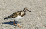 Tiere, Vögel - Regenpfeiferartige Vögel  Steinwälzer_Arenaria interpres_Ruddy Turnstone 01.JPG