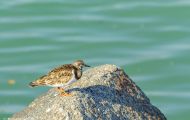 Tiere, Vögel - Regenpfeiferartige Vögel  Steinwälzer_Arenaria interpres_Ruddy Turnstone 06.JPG