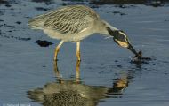 Tiere, Vögel - Ruderfüßer  Krabbenreiher_Nyctanassa violacea_Yellow-Crowned Night Heron 04.JPG