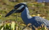 Tiere, Vögel - Ruderfüßer  Krabbenreiher_Nyctanassa violacea_Yellow-Crowned Night Heron 05.JPG