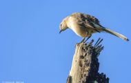 Tiere, Vögel - Schreivögel  Gartentyrann_Empidonax minimus_Least Flycatcher 05.JPG