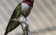 Tiere, Vögel - Seglervögel  Dreifarbenkolibri_Selasphorus platycercus_Broad-Tailed Hummingbird 02.JPG