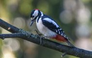 Tiere, Vögel - Spechtvögel  Buntspecht_Dendrocopos major_Great Spotted Woodpecker 06.JPG
