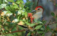 Tiere, Vögel - Spechtvögel  Carolina-Specht_Melanerpes carolinus_Red-Bellied Woodpecker 01.JPG