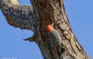 Tiere, Vögel - Spechtvögel  Carolina-Specht_Melanerpes carolinus_Red-Bellied Woodpecker 02.JPG