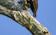 Tiere, Vögel - Spechtvögel  Helmspecht_Dryocopus pileatus_Pileated Woodpecker 05.JPG