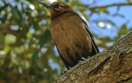 Tiere, Vögel - Sperlingsvögel  Bootschwanzgrackel_Quiscalus major_Boat-Tailed Grackle 04.JPG