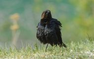 Tiere, Vögel - Sperlingsvögel  Braunkopf Kuhstärling_Molothrus ater_Brown-headed Cowbird 06.JPG