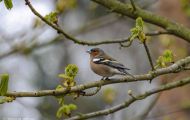 Tiere, Vögel - Sperlingsvögel  Buchfink_Fringilla coelebs_Chaffinch 04.JPG
