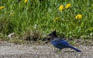 Tiere, Vögel - Sperlingsvögel  Diademhäher_Cyanocitta stelleri_Mountain Jay 01.JPG