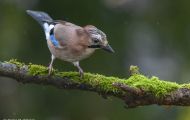 Tiere, Vögel - Sperlingsvögel  Eichelhäher_Garrulus glandarius_ Eurasian Jay 04.JPG