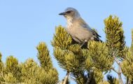 Tiere, Vögel - Sperlingsvögel  Kalifornienhäher_Aphelocoma californica_Western Scrub Jay 03.JPG