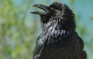 Tiere, Vögel - Sperlingsvögel  Kolkrabe_Corvus corax_Common Raven 03.JPG