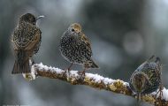Tiere, Vögel - Sperlingsvögel  Star_Sturnus vulgaris_Common Starling 12.JPG