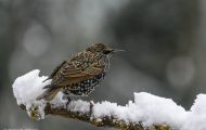 Tiere, Vögel - Sperlingsvögel  Star_Sturnus vulgaris_Common Starling 16.JPG