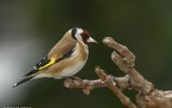 Tiere, Vögel - Sperlingsvögel  Stieglitz_Carduelis carduelis_ European Goldfinch 05.JPG