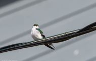 Tiere, Vögel - Sperlingsvögel  Veilchenschwalbe_Tachycineta thalassina_Violet-green Swallow 04.JPG
